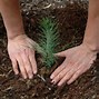 Image result for Sustainable Forestry Cycle