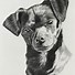 Image result for Colored Pencil Dog Drawings