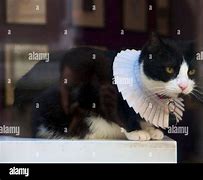 Image result for Cats Dressed as Lawyers