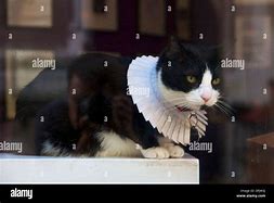 Image result for Cat Dressed as Lawyer