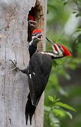 Image result for Giant Pileated Woodpecker