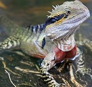 Image result for Australian Water Dragon Lizard
