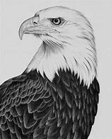 Image result for Bald Eagle Sketches