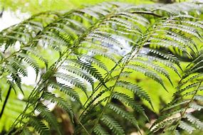 Image result for Who Plays Fern in Harrow