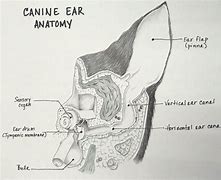Image result for Dog Ear Canal