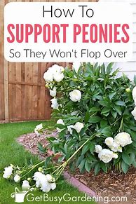 Image result for How to Support Peonies