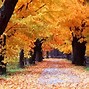Image result for Fall Trees Desktop Wallpaper