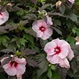 Image result for Purple Hardy Hibiscus
