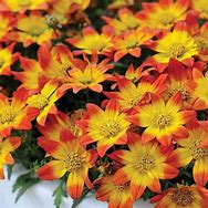 Image result for Bidens BeeDance Painted Red