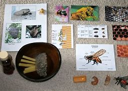 Image result for Honey Bee Science