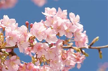桜 に対する画像結果