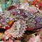 Image result for Scorpion Fish