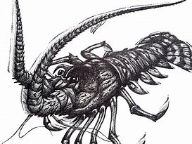 Image result for Lobster Sketch