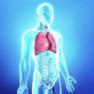 Image result for Lung Health Suppliment
