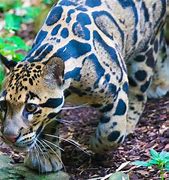 Image result for Clouded Leopard Predators