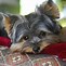 Image result for Male Yorkie Puppies