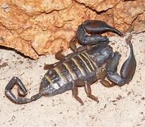 Image result for Awesome Scorpions