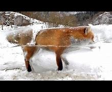 Image result for Flash Frozen Animals