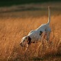Image result for Types of Hunting Dog Breeds