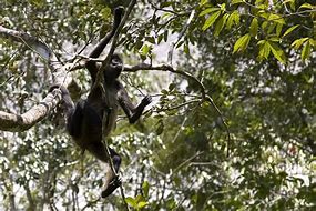 Image result for Monkey Hanging