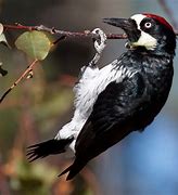 Image result for Acorn Woodpecker Birds