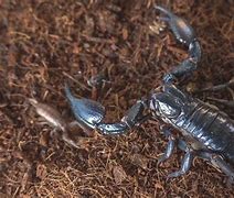 Image result for Biggest Scorpion