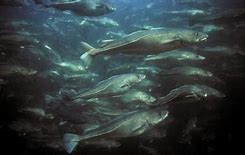 Image result for Atlantic Cod Fishery