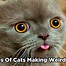 Image result for Crazy Cat Face