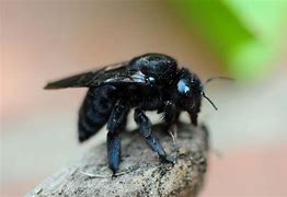 Image result for Bees for Kids