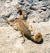 Image result for Arizona Black Scorpion