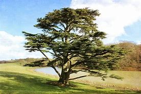 Image result for Lebanon Cedar Tree