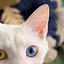 Image result for Cat Phone Background