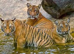 Image result for Malaysian Tiger