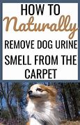 Image result for Remove Dog Urine Smell