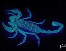 Image result for Fluorescent Scorpion