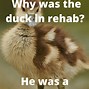 Image result for Short Duck Jokes Funny