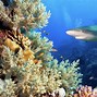 Image result for Warm Water Shark Species