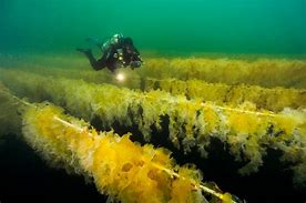 Image result for kelp farming