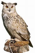 Image result for Awl Bird