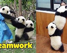 Image result for Panda Teamwork