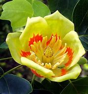 Image result for 4-5 Ft. - Tulip Poplar Tree - Unusual Leaves And Flowers Hummingbirds Adore