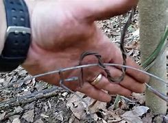 Image result for Rabbit Snare Wire