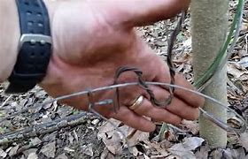Image result for +wire rabbits snare