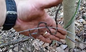 Image result for Rabbit Snare Wire Fitchburg MA