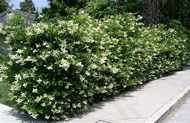 Image result for Recurve Ligustrum Shrub/Bush (Ligustrum Recurvifolium), 3 Gal- Re-Think Your Landscape With Recurve Ligustrum