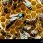 Image result for Queen Bee