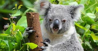 Image result for Brisbane Queensland Zoo