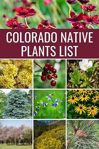 Image result for Colorado Plant Identification Chart