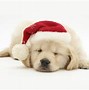 Image result for Puppy Wallpaper for Kindle Fire