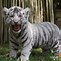 Image result for Cute White Tiger Backgrounds